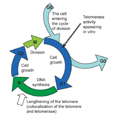 Cell Cycle Scheme The Appearance Of Telomerase Activity In Vitro