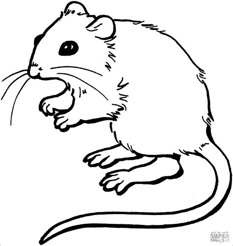 Mouse Coloring Pages Coloringbay