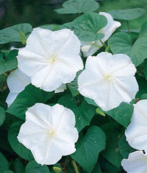 Moonflower facts and health benefits