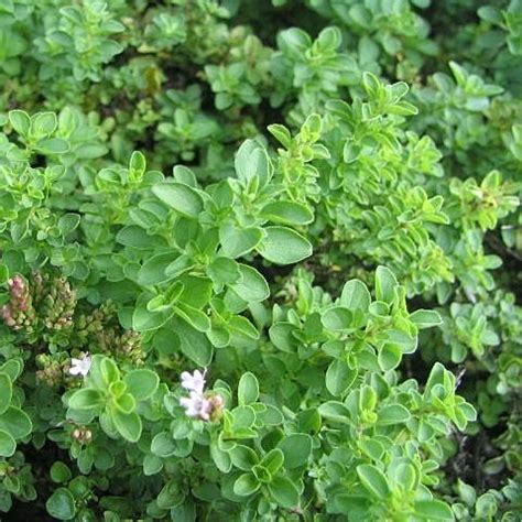 Origan ORIGANUM Vulgare Italian Fleurir Son Jardin