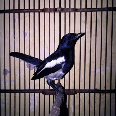 jenis kacer   dilombakan terbaik  menang arenahewancom