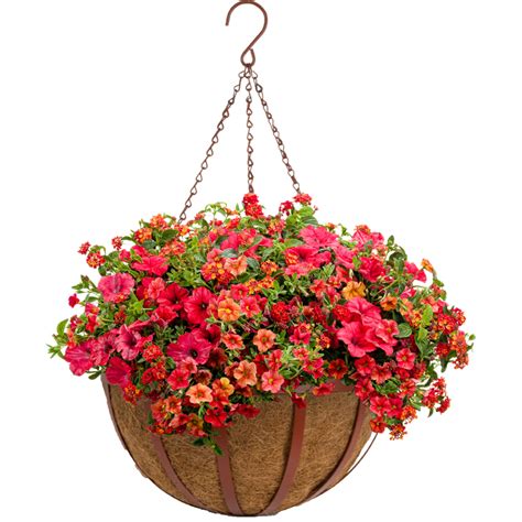 Oxford Hanging Basket With Aquasav Coco Liner Pride Garden Products