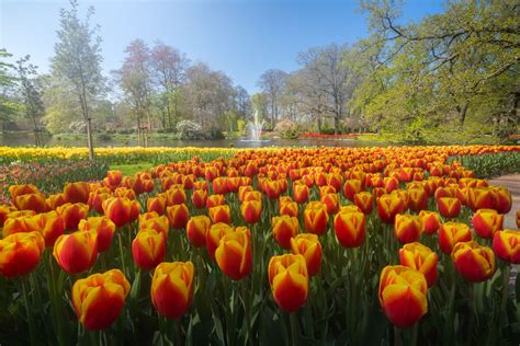 Photographer Captures The Keukenhof Tulip Gardens Empty For The First ...