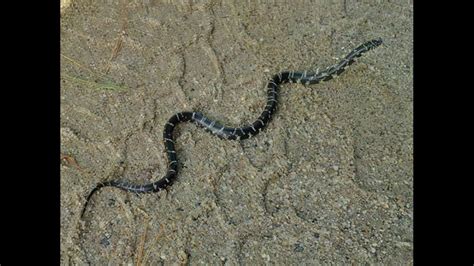 Watch Out For Baby Copperhead Snakes