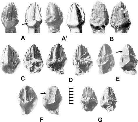 Ankylosaurus magniventris teeth ... | Teeth, Vertebrates, Fossils