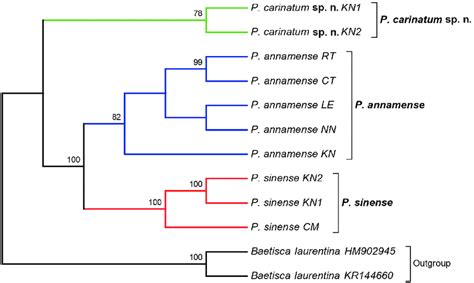 Consensus Phylogenetic Tree Based On The Maximum Likelihood Ml