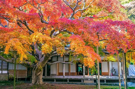 一生に一度は行ってほしい！プロ厳選、全国の紅葉名所7選＆必食グルメ Macaroni