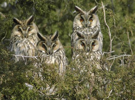 Parliament Of Owls Read This Story On