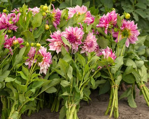 Dahlia Café Au Lait Royal Tubers — Buy Online At Farmer Gracy Uk