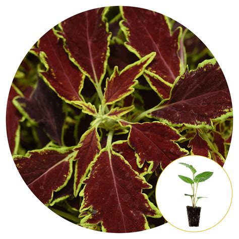 Ferry Morse Plantlings Live Baby Plants Coleus Flamethrower™ Serran 1