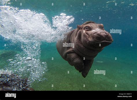 East African River Hippopotamus Hippopotamus Amphibius Kiboko 5 Month