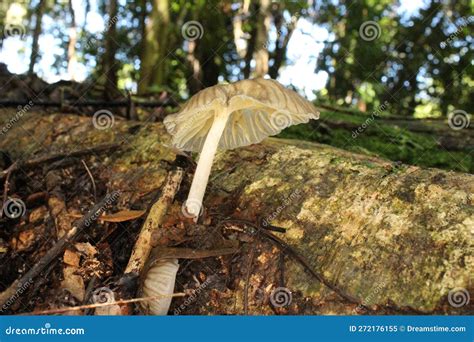 Fungi on a Fallen Tree with a Natural Background Stock Image - Image of forest, belize: 272176155