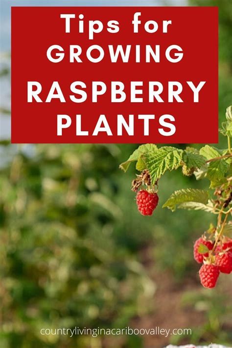 How To Maintain A Raspberry Patch How To Prune Raspberry Plants Growing Raspberries