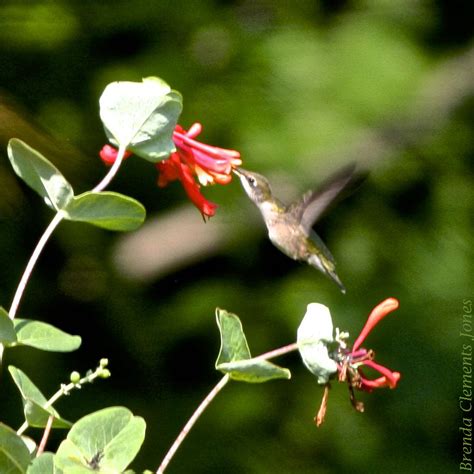 Trumpet Honeysuckle Blooms – Tendrils