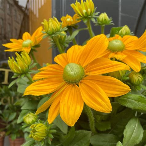 Rudbeckia ‘Sunbeckia Ophelia’ | grow urban. Edinburgh