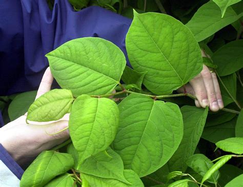 Japanese Knotweed Is Here To Stay The New York Times