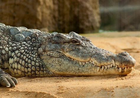 Babiya A Temple In Kerala Has A Vegetarian Crocodile Who Eats The