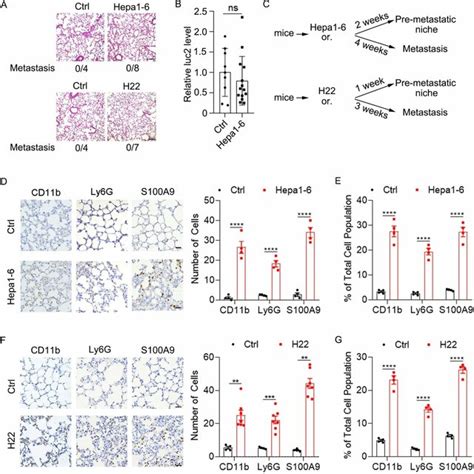 Orthotopic Hcc Development Induces A Pre Metastatic Niche In The Lung