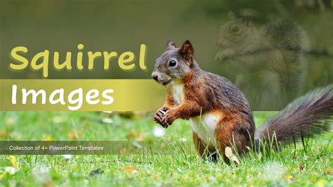 Squirrel Images Powerpoint Ppt Template Bundles