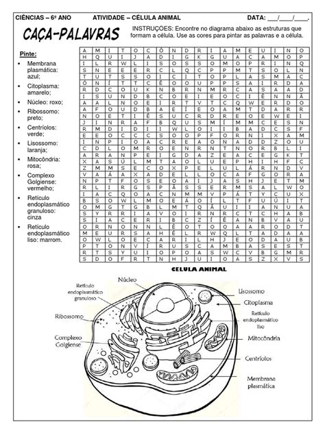 Atividade Celula 6 Ano - Atividade de Célula Animal - 6º Ano | PDF