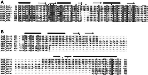 Conservation Of Dna Binding Domains In Muts Msh And Msh Proteins