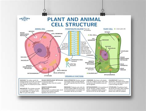 Plant And Animal Cell Structure Science Poster Etsy