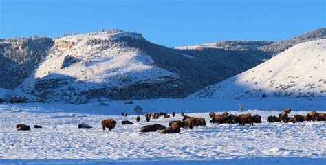 #Snapped: Lander bison herd - County 10