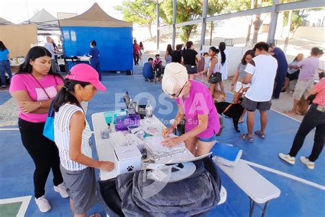 Pet Los Cabos Esteriliza A M S De Mascotas Cu Ndo Es La Pr Xima