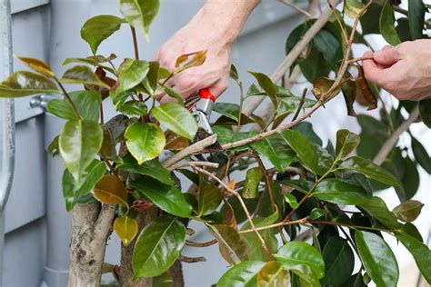 When And How To Transplant Camellias Gardeners Path