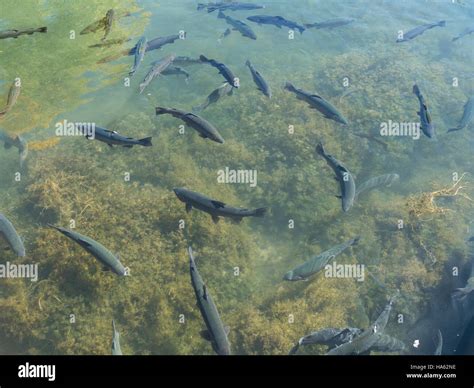 Fish hatchery pond hi-res stock photography and images - Alamy