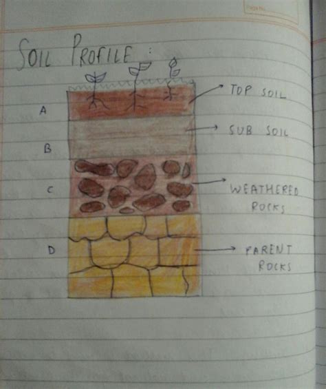 Draw Diagram Of Soil Profile Brainly In