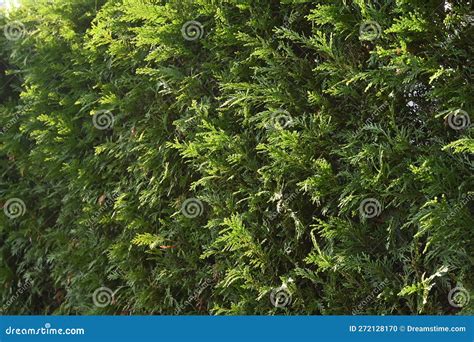 A Hedge of Leyland Cypress ( Cupressocyparis Leylandii ). Stock Photo ...