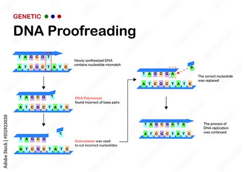 The Scientific Diagram Show Mechanism Of Dna Proofreading By Cut And