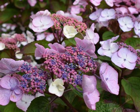 Hydrangea Aspera Hot Chocolate Kopen Fluweelhortensia