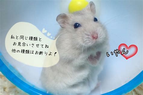 ハムスターの繁殖方法！増やし方と子ハムスターの飼い方｜ペットの飼い方【ペットシイク】