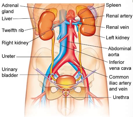 Exam Renal Flashcards Quizlet