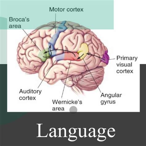 Effects Of Brain Damage And Brain Stimulation As A Way Of Studying The