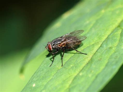 Macro De Mosca En Una Hoja Verde Imagen De Archivo Imagen De Pelo