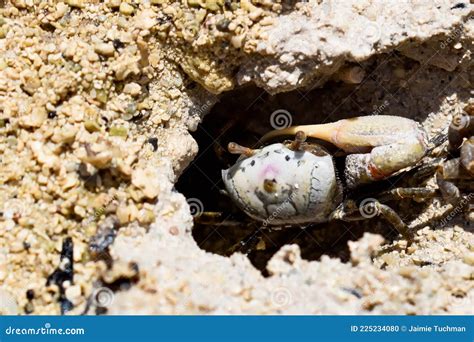 Sand Fiddler Crab Aka Uca Pugilato Stock Photo Image Of Hunt