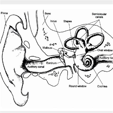 Cross Section Of The Cochlea Showing The Basilar Membrane The Download Scientific Diagram