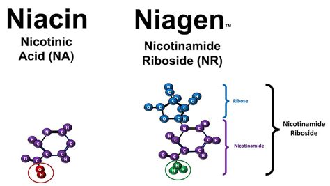 Niacin versus Niagen