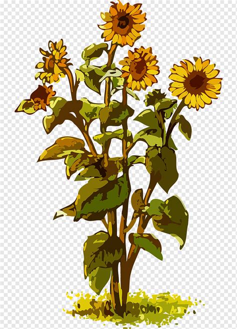 Flora Florales Flor Planta Girasol Png PNGWing