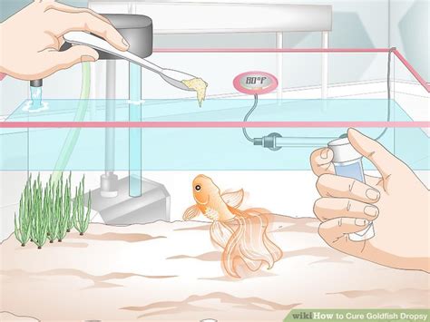 How to Cure Goldfish Dropsy: 15 Steps (with Pictures) - wikiHow