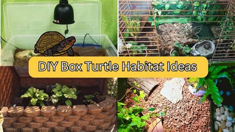 25 DIY Box Turtle Habitat Ideas & Inspirations For Beginners – The ...