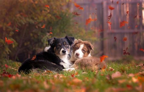 Autumn And Dog Wallpapers - Wallpaper Cave