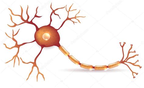 Neuron Nerve Cell Anatomy — Stock Vector © Megija 154373602