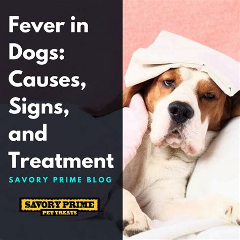 Fever in Dogs: Causes, Signs, and Treatment - Savory Prime Pet Treats