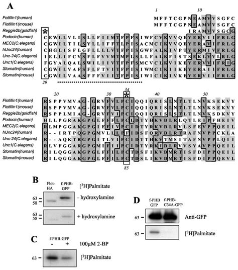 Palmitoylation Of Flotillin A Cys Is Highly Conserved Within The