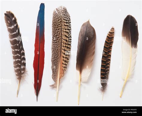 Six different birds feathers Stock Photo - Alamy