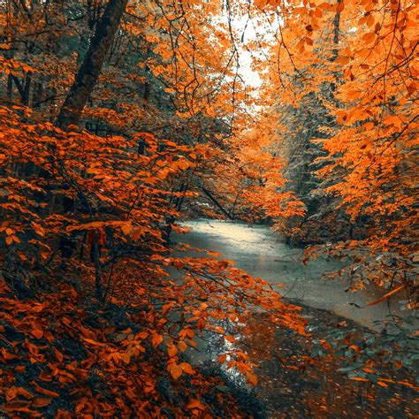 Forest Orange Wallpapers 4k Hd Forest Orange Backgrounds On Wallpaperbat